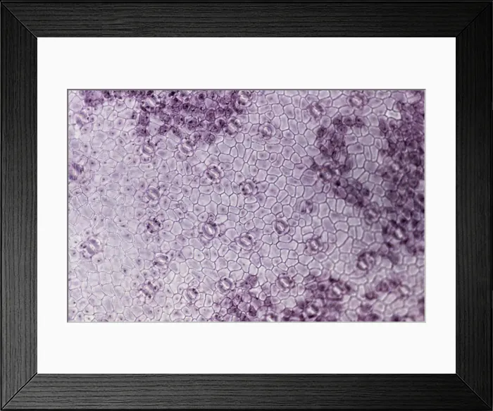 Framed Print : Picture No. 10874465 Framed Print : Picture No. 10874465