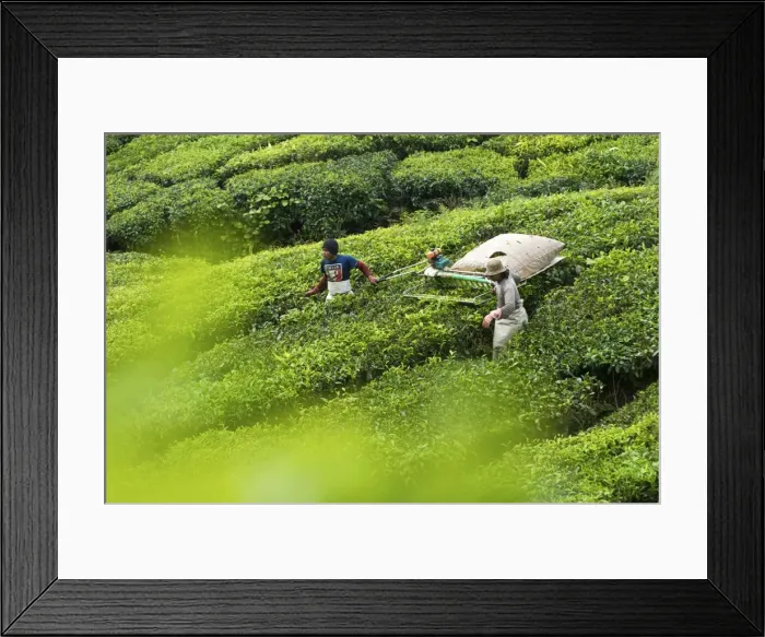 Framed Print : Picture No. 10874695 Framed Print : Picture No. 10874695