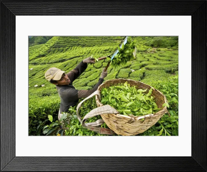 Framed Print : Picture No. 10874696 Framed Print : Picture No. 10874696