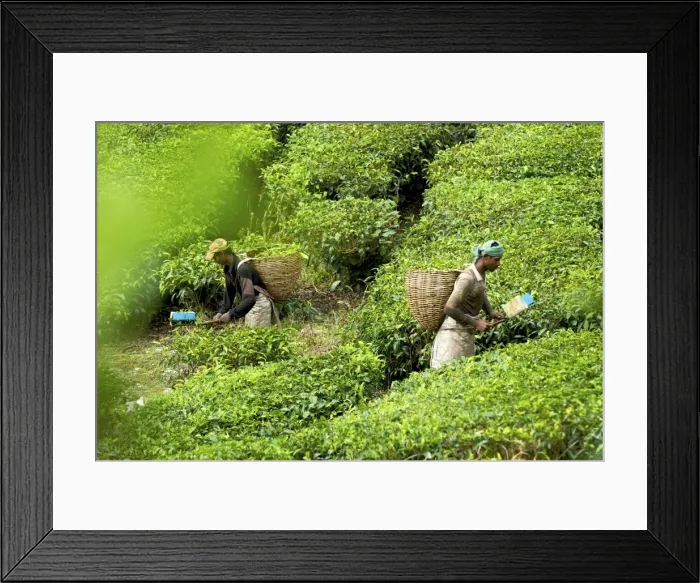 Framed Print : Picture No. 10874694 Framed Print : Picture No. 10874694