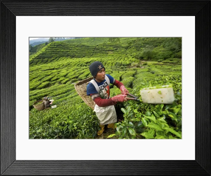 Framed Print : Picture No. 10874698 Framed Print : Picture No. 10874698