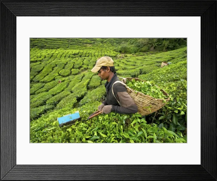Framed Print : Picture No. 10874697 Framed Print : Picture No. 10874697