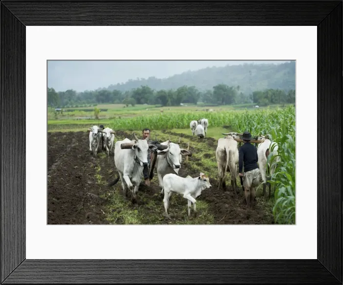 Framed Print : Picture No. 10874727 Framed Print : Picture No. 10874727