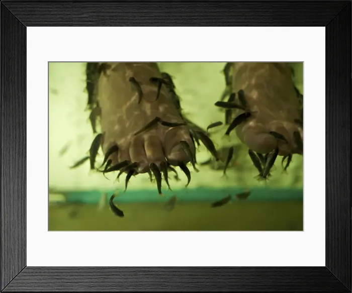 Framed Print : Picture No. 10874723 Framed Print : Picture No. 10874723