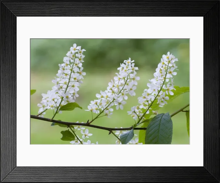 Framed Print : Picture No. 10874792