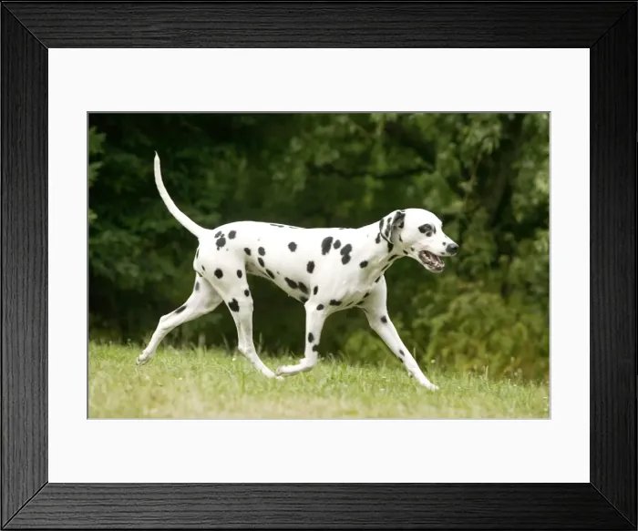 Framed Print : Picture No. 10874795 Framed Print : Picture No. 10874795