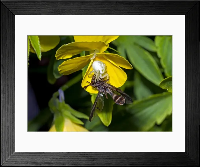 Framed Print : Picture No. 10874807 Framed Print : Picture No. 10874807