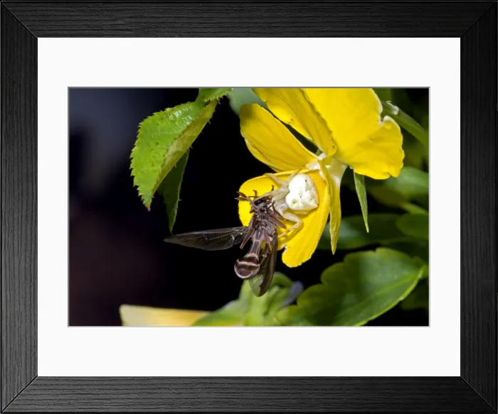 Framed Print : Picture No. 10874806 Framed Print : Picture No. 10874806