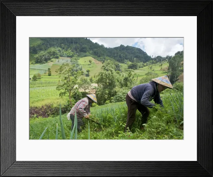 Framed Print : Picture No. 10874747 Framed Print : Picture No. 10874747