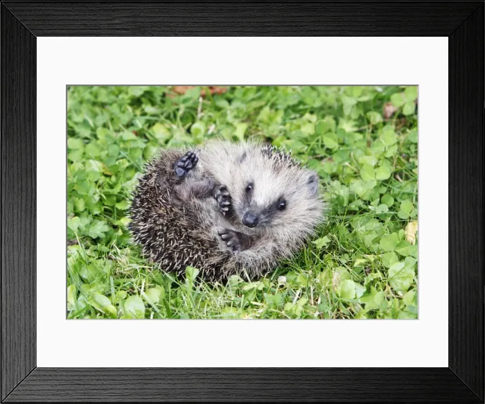 Framed Print : Picture No. 10874797 Framed Print : Picture No. 10874797