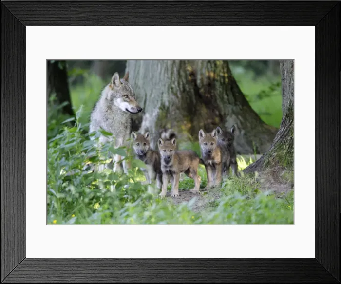 Framed Print : Picture No. 10874916