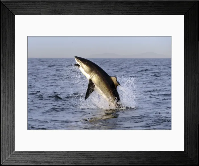 Framed Print : Picture No. 10874917 Framed Print : Picture No. 10874917