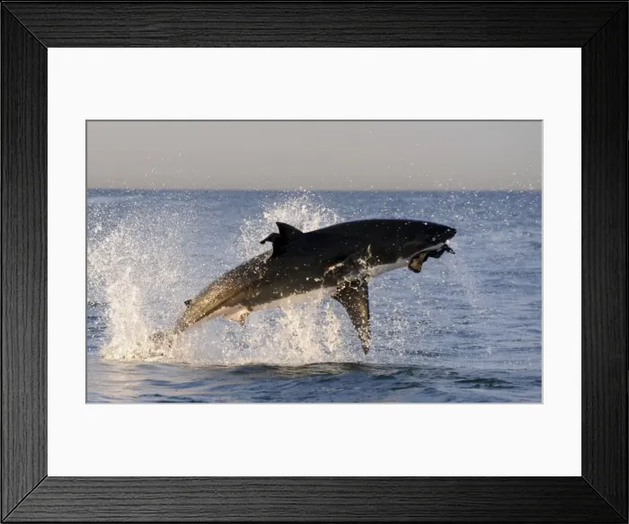 Framed Print : Picture No. 10874918 Framed Print : Picture No. 10874918