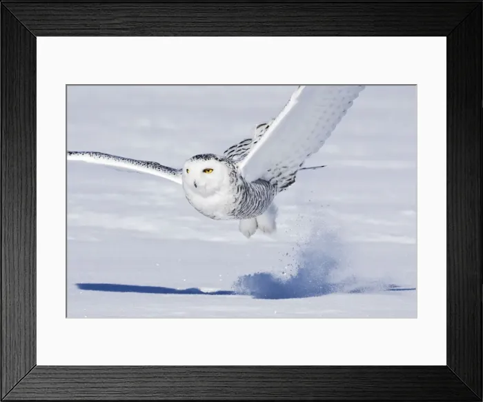 Framed Print : Picture No. 10875071 Framed Print : Picture No. 10875071
