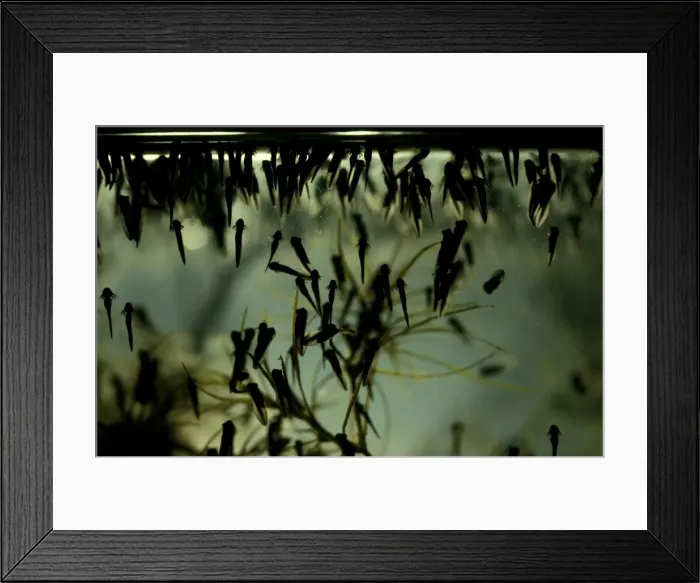 Framed Print : Picture No. 10875068 Framed Print : Picture No. 10875068