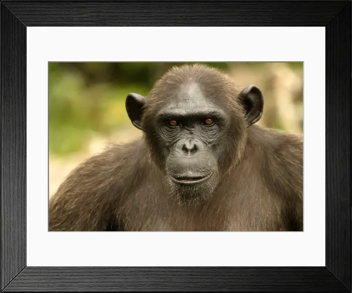 Framed Print : Picture No. 10875072