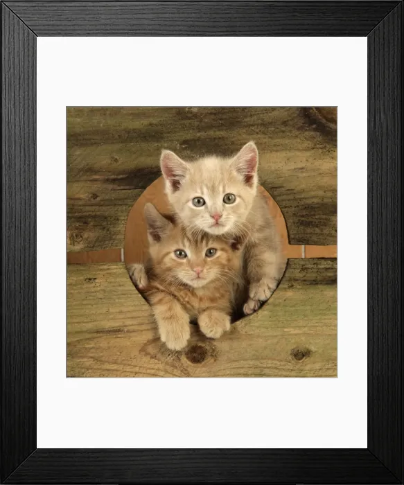 Framed Print : Picture No. 10875070 Framed Print : Picture No. 10875070