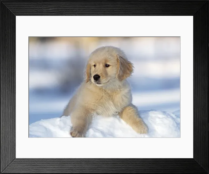 Framed Print : Picture No. 10875076 Framed Print : Picture No. 10875076