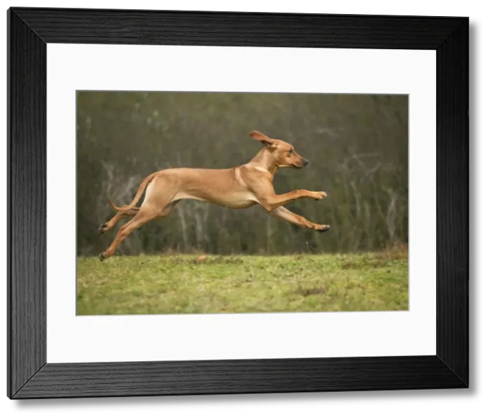 Framed Print : Picture No. 10875073