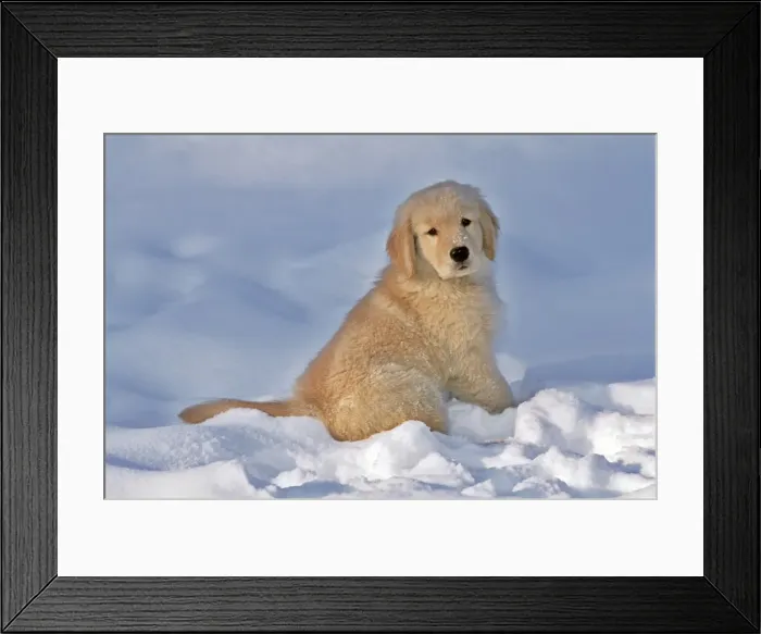 Framed Print : Picture No. 10875075