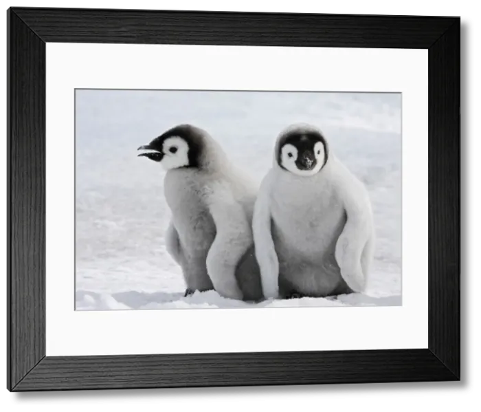 Framed Print : Picture No. 10875559 Framed Print : Picture No. 10875559