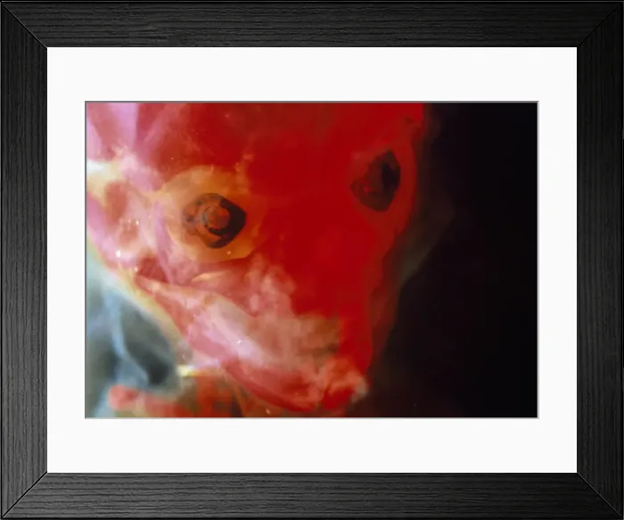 Framed Print : Picture No. 10875774