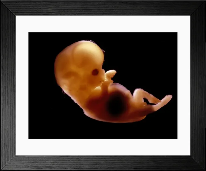 Framed Print : Picture No. 10875777