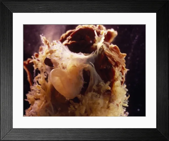 Framed Print : Picture No. 10875778 Framed Print : Picture No. 10875778