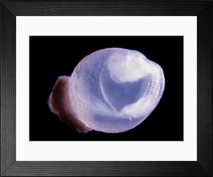 Framed Print : Picture No. 10875779 Framed Print : Picture No. 10875779