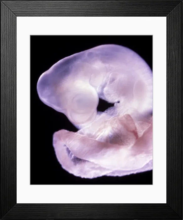 Framed Print : Picture No. 10875781 Framed Print : Picture No. 10875781