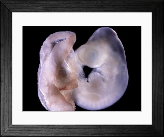 Framed Print : Picture No. 10875780 Framed Print : Picture No. 10875780