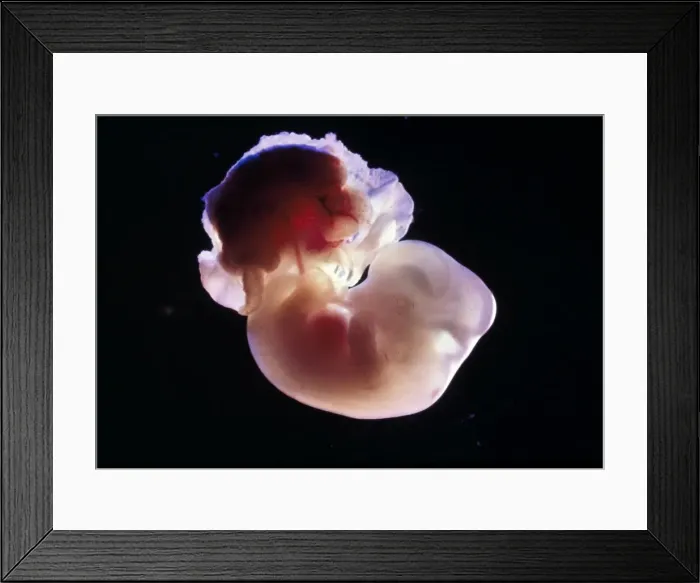 Framed Print : Picture No. 10875786 Framed Print : Picture No. 10875786