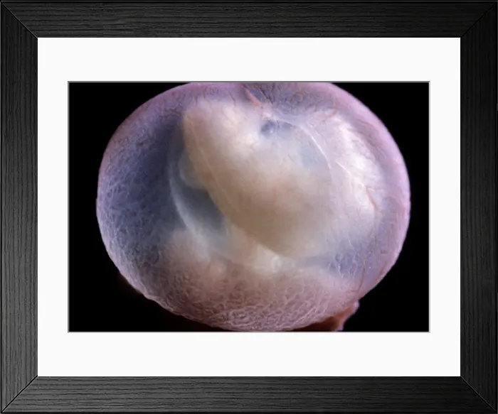 Framed Print : Picture No. 10875782 Framed Print : Picture No. 10875782