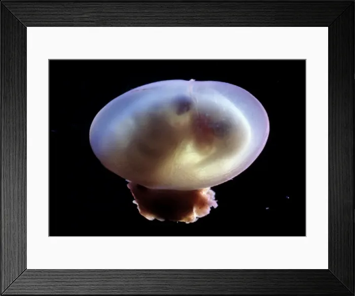 Framed Print : Picture No. 10875788 Framed Print : Picture No. 10875788