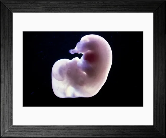 Framed Print : Picture No. 10875789 Framed Print : Picture No. 10875789