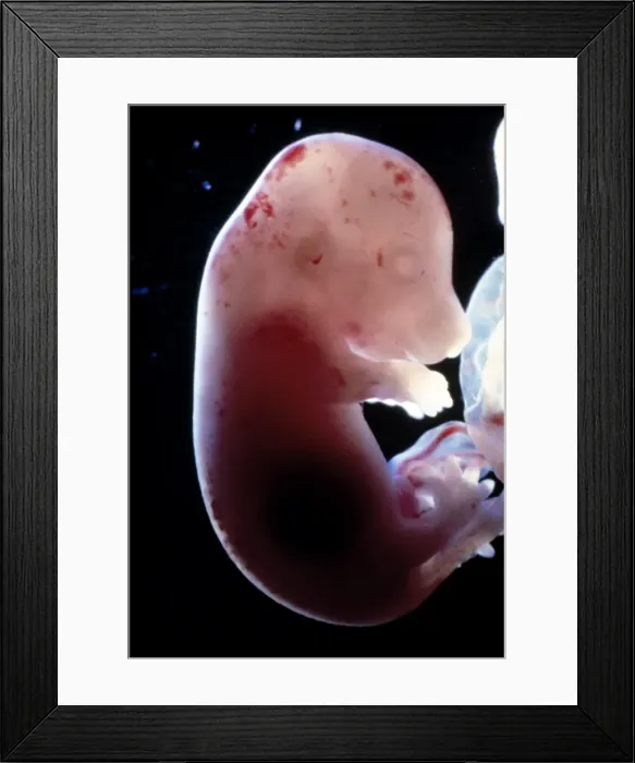 Framed Print : Picture No. 10875793 Framed Print : Picture No. 10875793