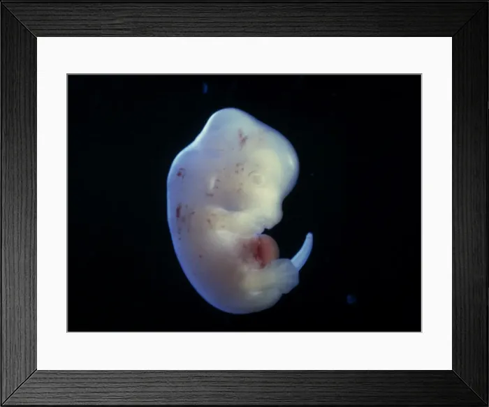 Framed Print : Picture No. 10875790 Framed Print : Picture No. 10875790