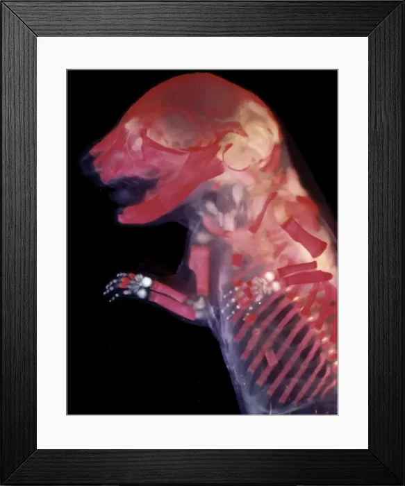 Framed Print : Picture No. 10875798