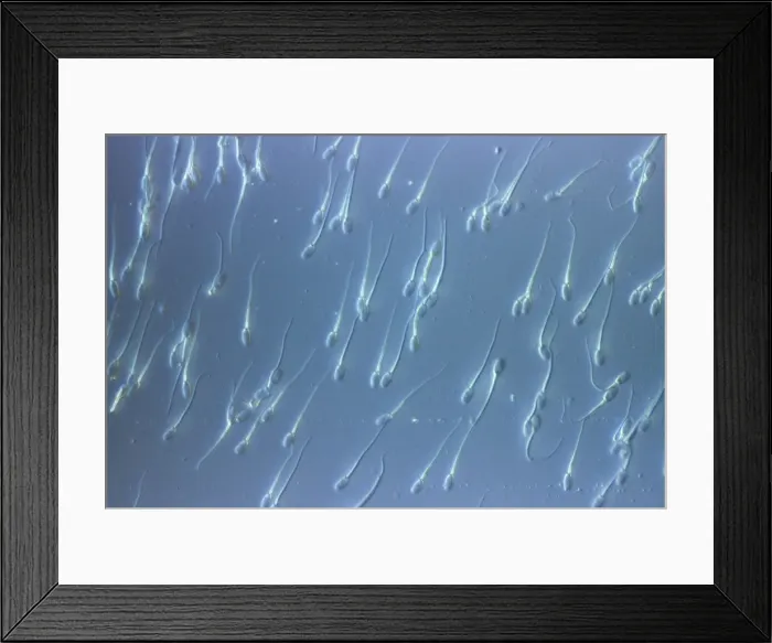 Framed Print : Picture No. 10875801 Framed Print : Picture No. 10875801