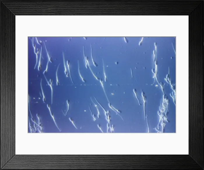 Framed Print : Picture No. 10875800 Framed Print : Picture No. 10875800