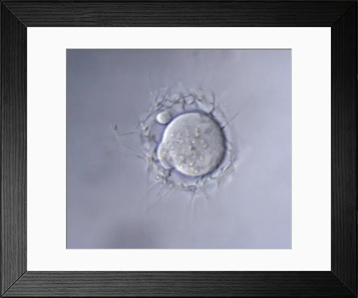 Framed Print : Picture No. 10875806 Framed Print : Picture No. 10875806