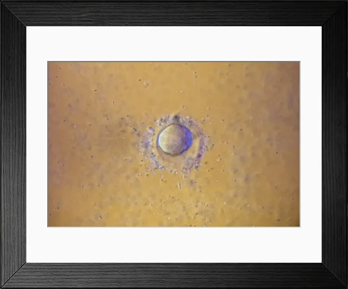 Framed Print : Picture No. 10875802