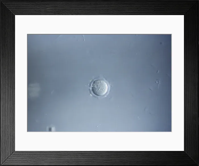 Framed Print : Picture No. 10875805 Framed Print : Picture No. 10875805