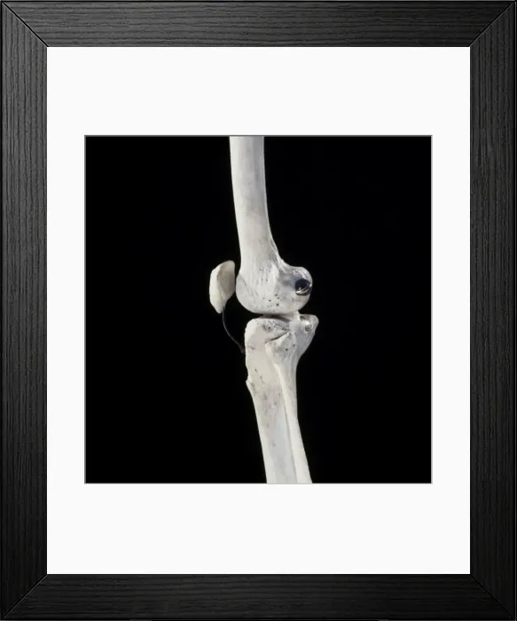 Framed Print : Picture No. 10875822 Framed Print : Picture No. 10875822