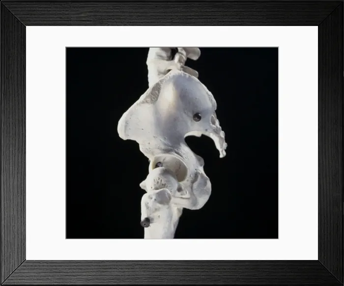 Framed Print : Picture No. 10875820 Framed Print : Picture No. 10875820