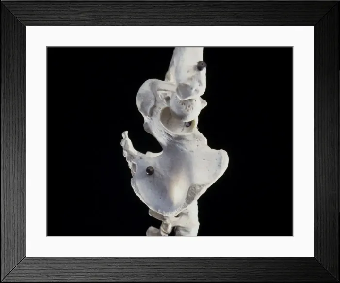 Framed Print : Picture No. 10875819 Framed Print : Picture No. 10875819