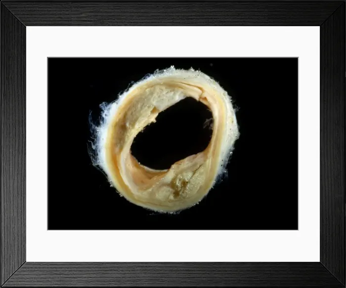 Framed Print : Picture No. 10875836 Framed Print : Picture No. 10875836
