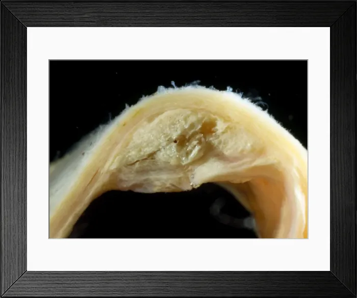 Framed Print : Picture No. 10875837