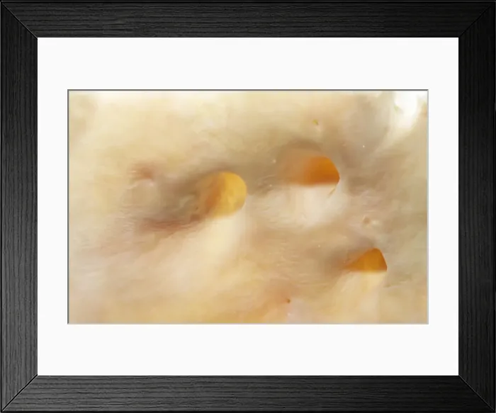 Framed Print : Picture No. 10875840 Framed Print : Picture No. 10875840