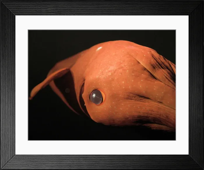 Framed Print : Picture No. 10875968 Framed Print : Picture No. 10875968